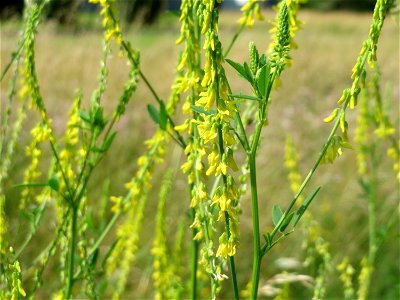 Gelber Steinklee (Melilotus officinalis) im Neuenheimer Feld in Heidelberg