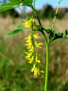 Gelber Steinklee (Melilotus officinalis) in Hockenheim