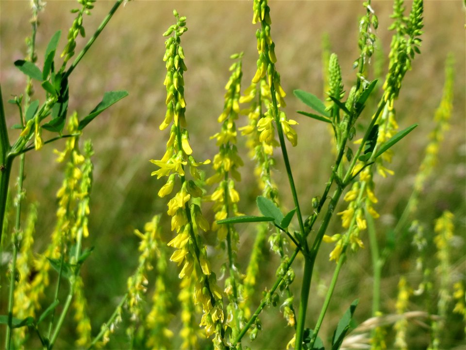 Gelber Steinklee (Melilotus officinalis) im Neuenheimer Feld in Heidelberg