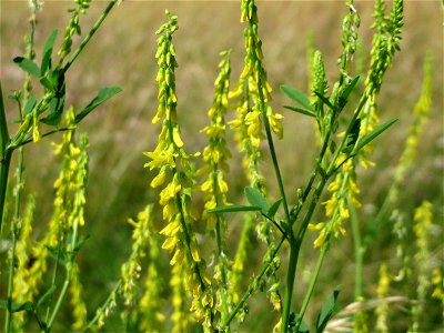 Gelber Steinklee (Melilotus officinalis) im Neuenheimer Feld in Heidelberg
