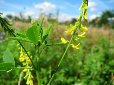 Gelber Steinklee (Melilotus officinalis) in Hockenheim