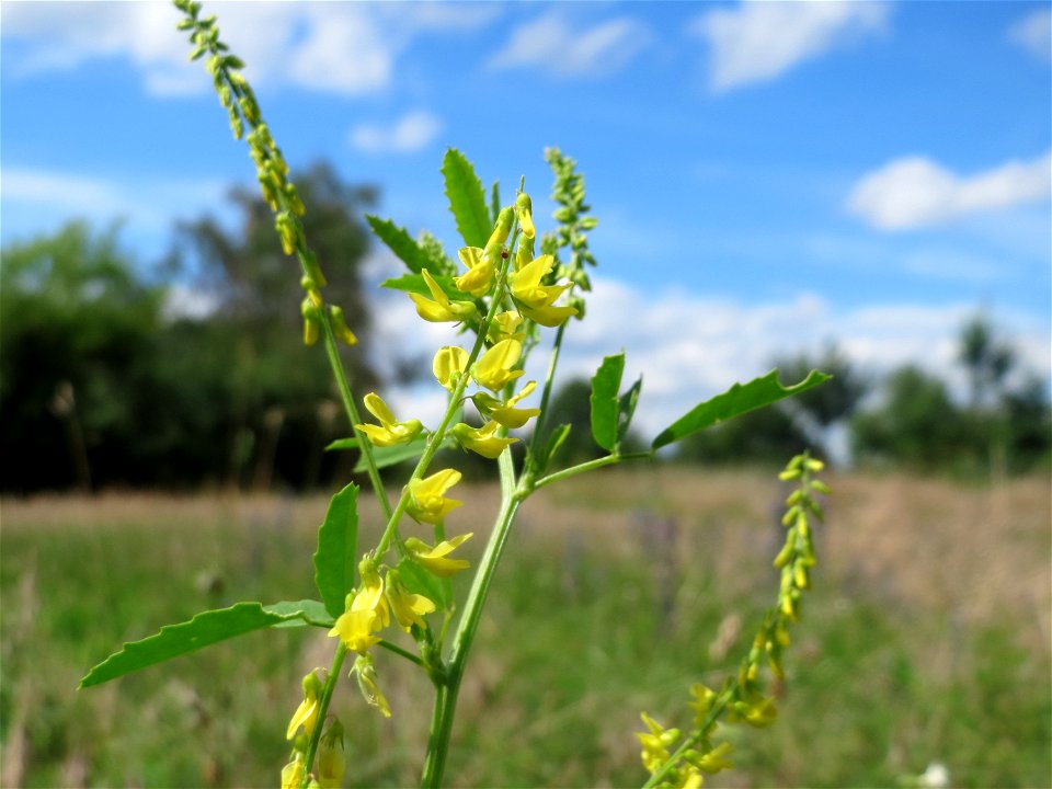 Gelber Steinklee (Melilotus officinalis) in Hockenheim