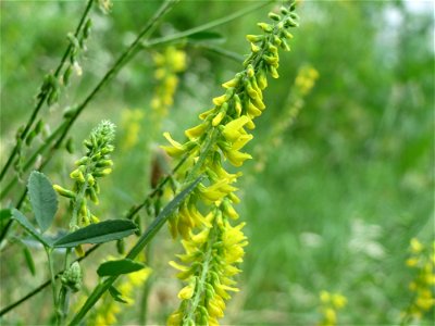 Gelber Steinklee (Melilotus officinalis) an der Saar in Saarbrücken