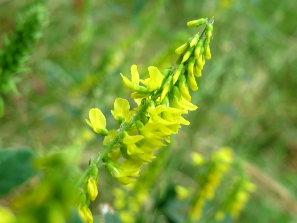 Gelber Steinklee (Melilotus officinalis) an der Saar in Saarbrücken