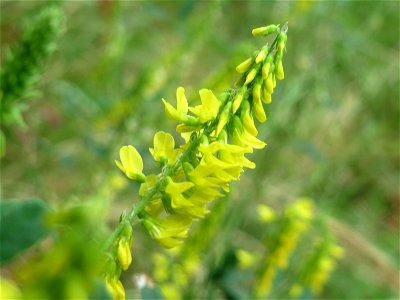 Gelber Steinklee (Melilotus officinalis) an der Saar in Saarbrücken