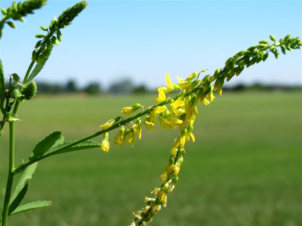 Gelber Steinklee (Melilotus officinalis) bei Reilingen