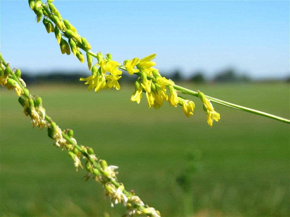 Gelber Steinklee (Melilotus officinalis) bei Reilingen