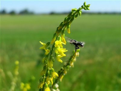 Gelber Steinklee (Melilotus officinalis) bei Reilingen