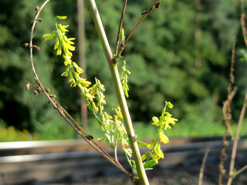 Gelber Steinklee (Melilotus officinalis) im Schwetzinger Hardt