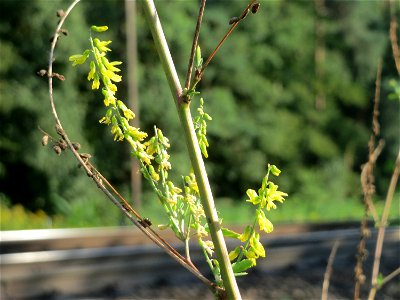 Gelber Steinklee (Melilotus officinalis) im Schwetzinger Hardt