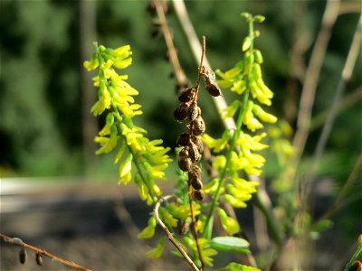 Gelber Steinklee (Melilotus officinalis) im Schwetzinger Hardt