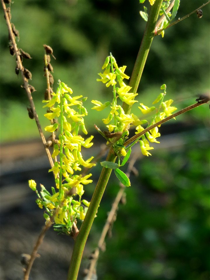 Gelber Steinklee (Melilotus officinalis) im Schwetzinger Hardt