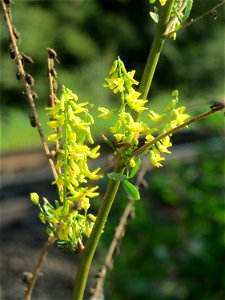 Gelber Steinklee (Melilotus officinalis) im Schwetzinger Hardt