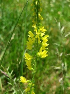 Gelber Steinklee (Melilotus officinalis) an der Saar in Saarbrücken