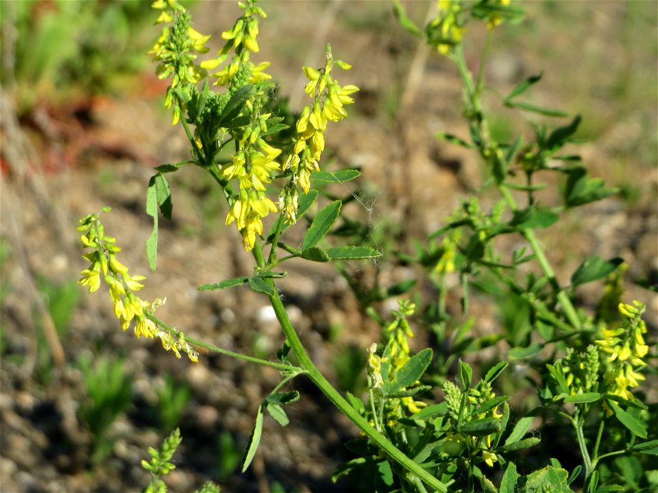 Gelber Steinklee (Melilotus officinalis) auf einer Brachfläche am Messplatz in Hockenheim