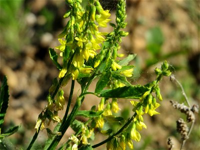 Gelber Steinklee (Melilotus officinalis) auf einer Brachfläche am Messplatz in Hockenheim