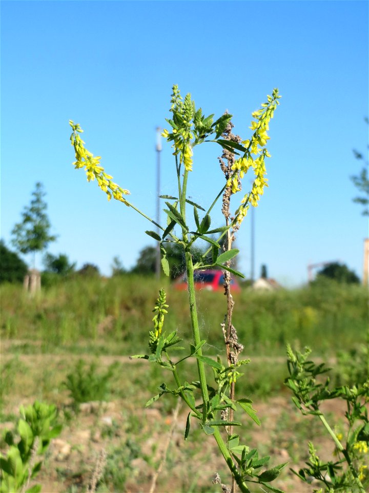Gelber Steinklee (Melilotus officinalis) auf einer Brachfläche am Messplatz in Hockenheim