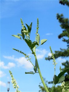 Weißer Steinklee (Melilotus albus) auf einer Brachfläche am Messplatz in Hockenheim - tritt häufig in Gemeinschaft mit dem Gelben Steinklee (Melilotus officinalis ) auf