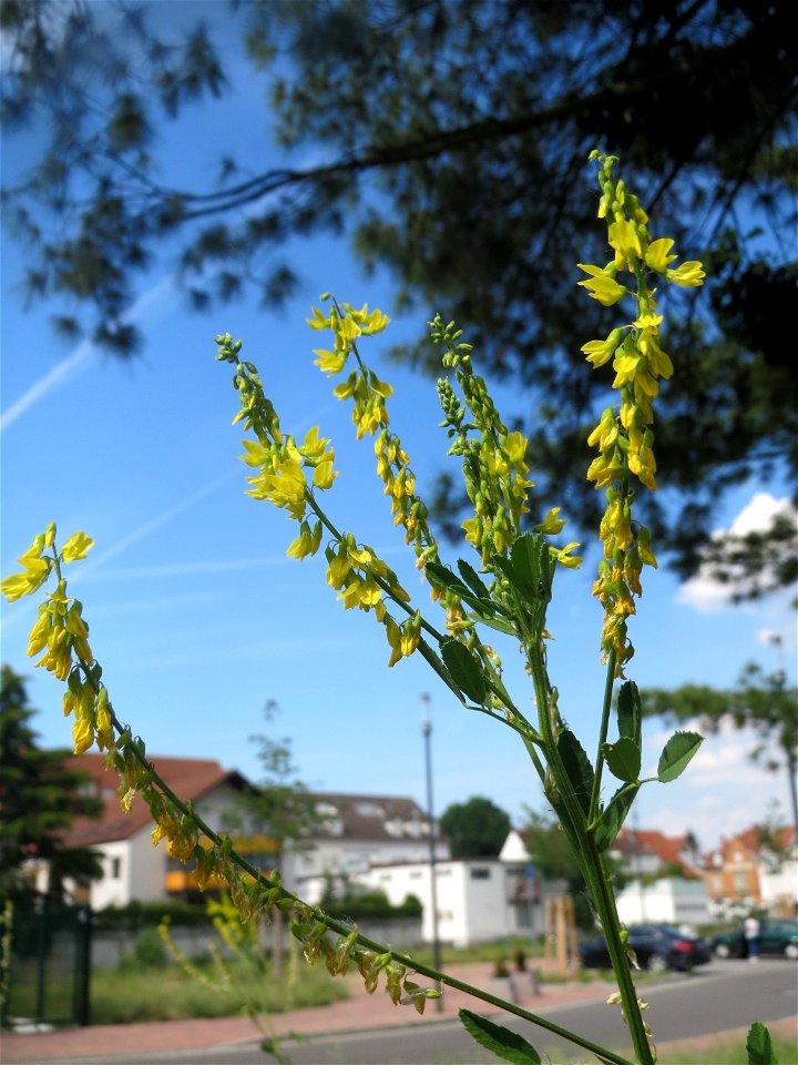 Gelber Steinklee (Melilotus officinalis) auf einer Brachfläche am Messplatz in Hockenheim - tritt häufig in Gemeinschaft mit dem Weißen Steinklee (Melilotus albus ) auf