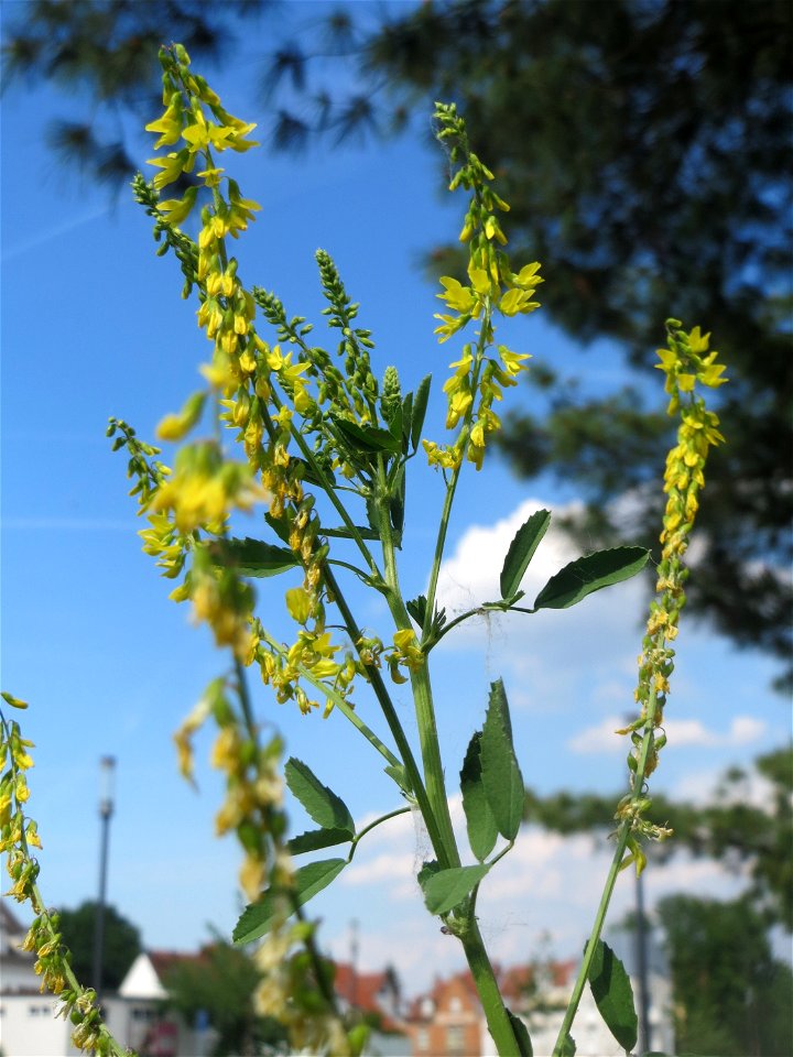 Gelber Steinklee (Melilotus officinalis) auf einer Brachfläche am Messplatz in Hockenheim - tritt häufig in Gemeinschaft mit dem Weißen Steinklee (Melilotus albus ) auf