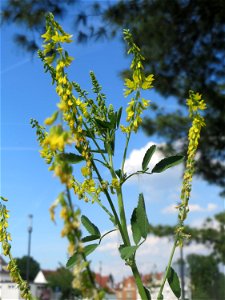 Gelber Steinklee (Melilotus officinalis) auf einer Brachfläche am Messplatz in Hockenheim - tritt häufig in Gemeinschaft mit dem Weißen Steinklee (Melilotus albus ) auf