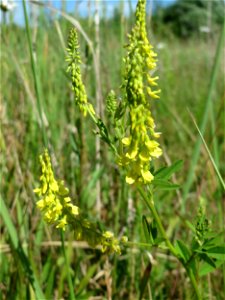 Gelber Steinklee (Melilotus officinalis) in den Horststückern im Landschaftsschutzgebiet „Hockenheimer Rheinbogen“
