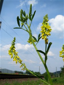 Gelber Steinklee (Melilotus officinalis) am Bahnhof Bruchmühlbach-Miesau