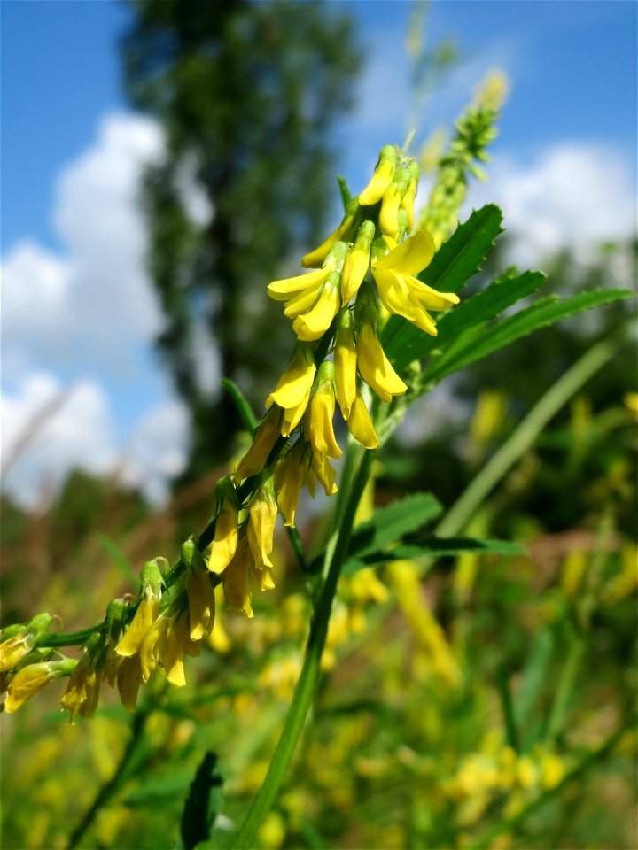 Gelber Steinklee (Melilotus officinalis) im Naturschutzgebiet „St. Arnualer Wiesen“
