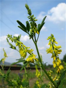 Gelber Steinklee (Melilotus officinalis) am Bahnhof Bruchmühlbach-Miesau