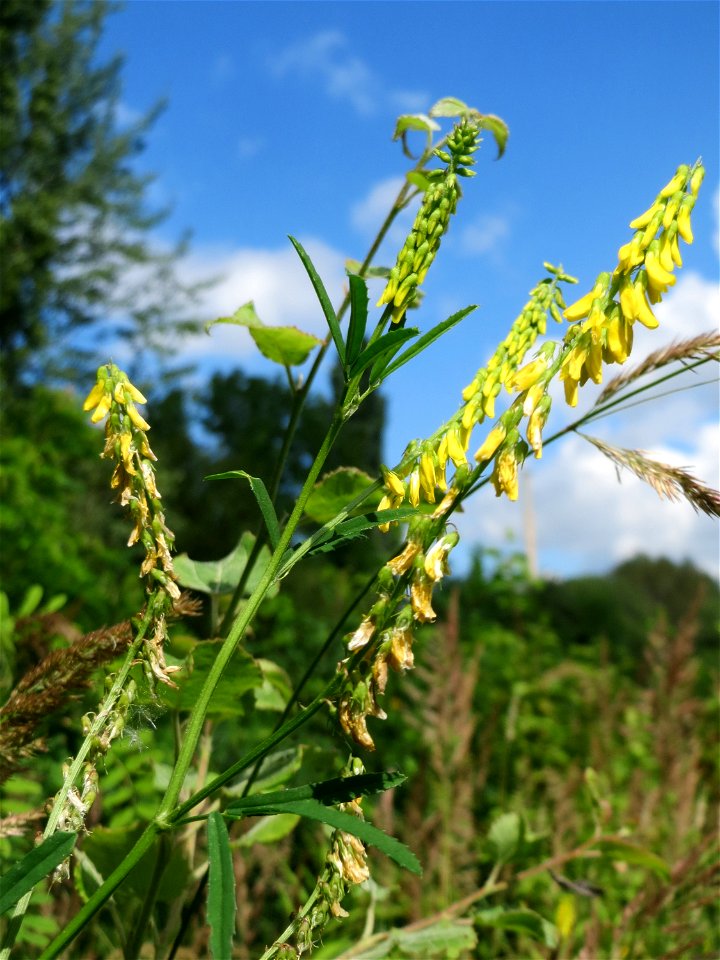 Gelber Steinklee (Melilotus officinalis) im Naturschutzgebiet „St. Arnualer Wiesen“