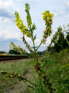 Gelber Steinklee (Melilotus officinalis) am Bahnhof Bruchmühlbach-Miesau