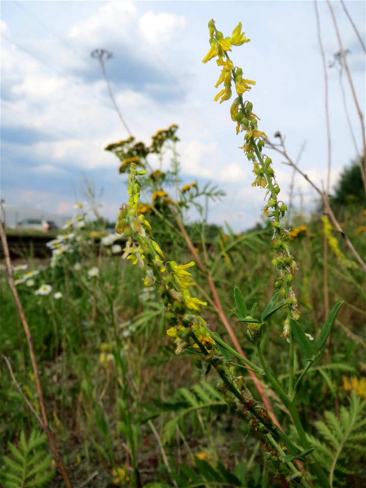 Gelber Steinklee (Melilotus officinalis) am Bahnhof Bruchmühlbach-Miesau