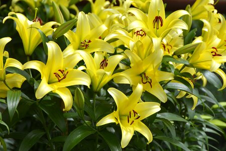 Bloom flower nature