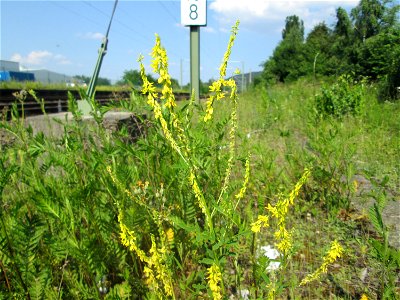 Gelber Steinklee (Melilotus officinalis) am Bahnhof Bruchmühlbach-Miesau