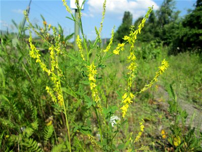 Gelber Steinklee (Melilotus officinalis) am Bahnhof Bruchmühlbach-Miesau