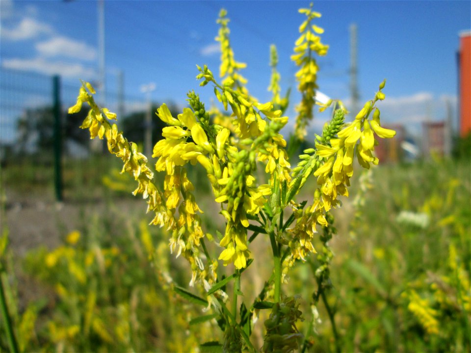 Gelber Steinklee (Melilotus officinalis) am Bahnhof Landstuhl