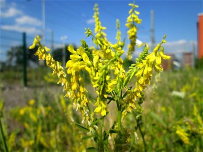 Gelber Steinklee (Melilotus officinalis) am Bahnhof Landstuhl
