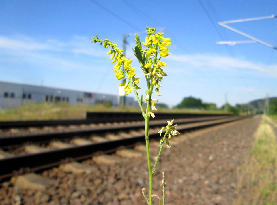 Gelber Steinklee (Melilotus officinalis) am Bahnhof Bruchmühlbach Miesau