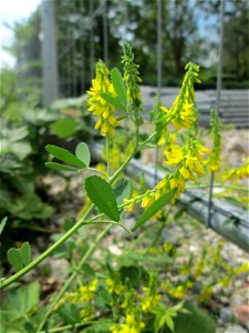 Gelber Steinklee (Melilotus officinalis) im Bürgerpark Saarbrücken