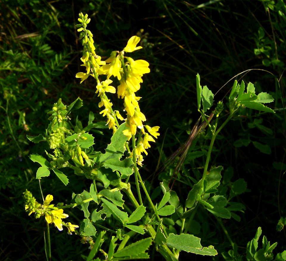 Melilotus officinalis flowering, Castelltallat, Catalonia