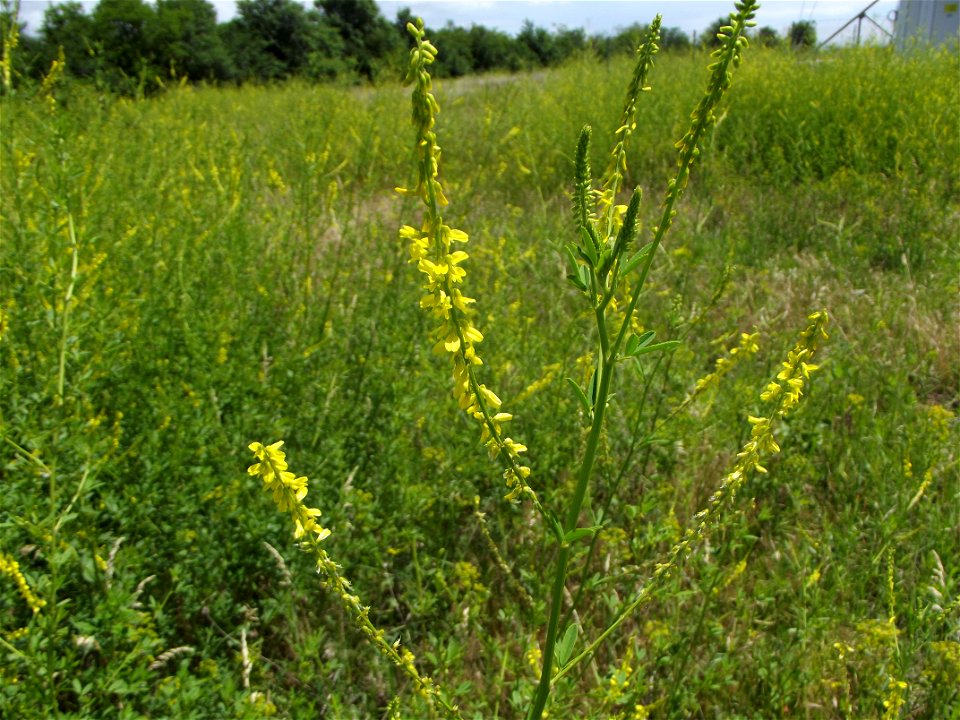 Melilotus officinalis
