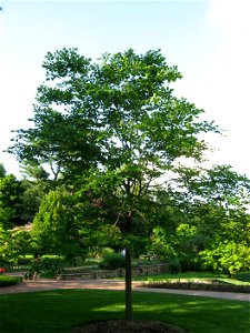 A picture of Cladrastis kentukea.