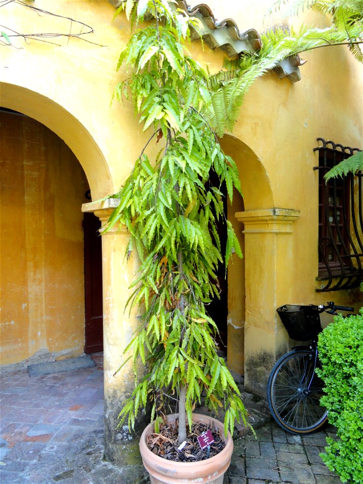 Saraca indica specimen in the Jardin botanique du Val Rahmeh, Menton, Alpes-Maritimes, France.