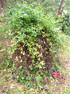 Hardenbergia violacea (syn. Hardenbergia monophylla) specimen in the Jardin botanique de la Villa Thuret, Antibes Juan-les-Pins, Alpes-Maritimes,France. photo