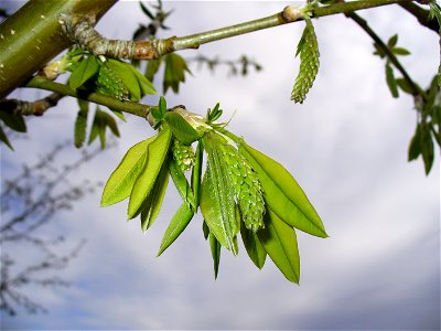 I am the originator of this photo. I hold the copyright. I release it to the public domain. This photo depicts Laburnum anagyroides leaves and flower buds.
