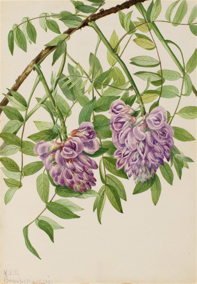 American Wisteria (Kraunhia frutescens)