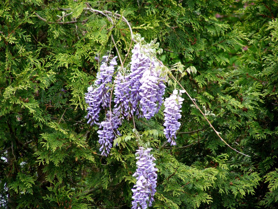 Wisteria frutescens
