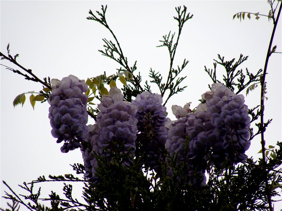 Wisteria frutescens photo