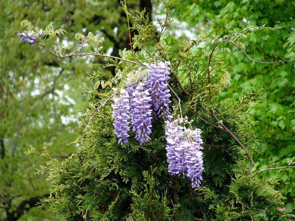 Wisteria frutescens