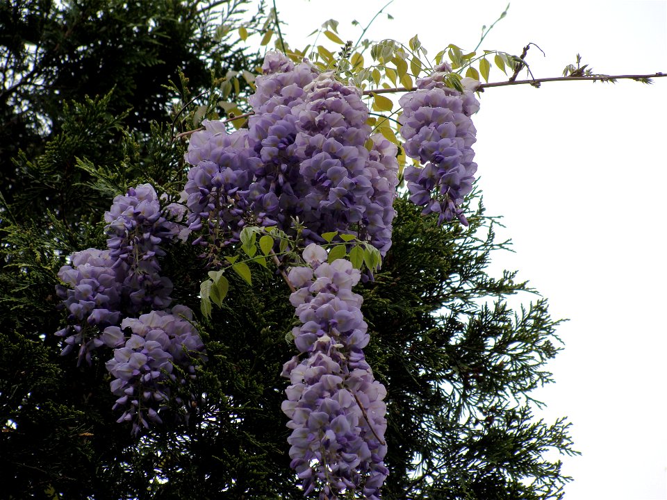 Wisteria frutescens